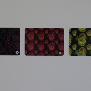 Quadro Suculentas